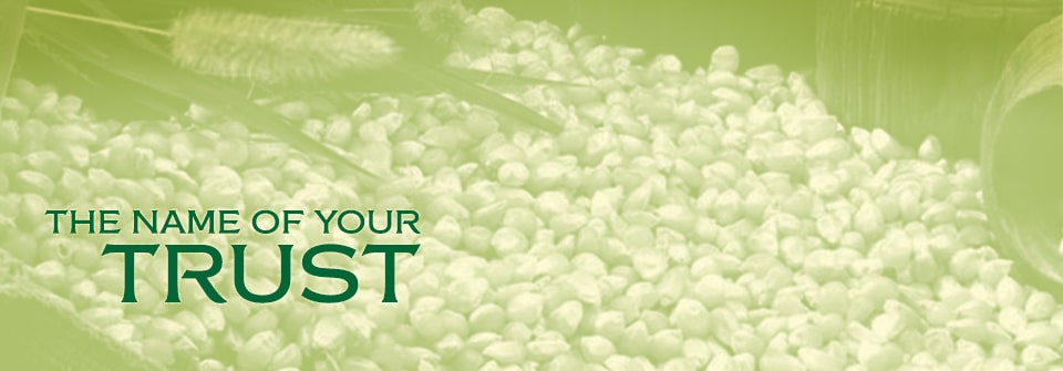 Kausar Maize (Yellow Corn) Page Banner