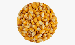 Kausar-Maize-(Yellow-Corn) (2)